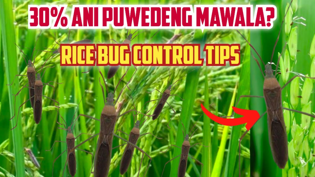 Rice Bug sa Palay? Paano Maiiwasan ang 30% Loss! | Expert Tips sa Tsangaw Control