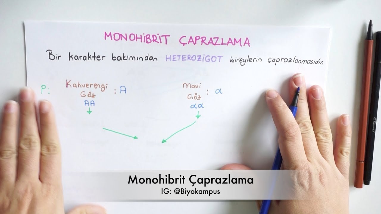 Kalıtım 10. Sınıf |  Monohibrit Çaprazlama