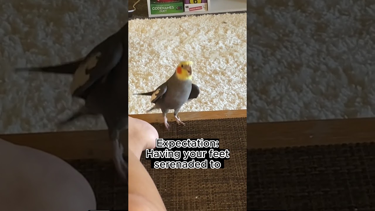Owning a cockatiel : expectation vs reality ft @YumYumTheTiel