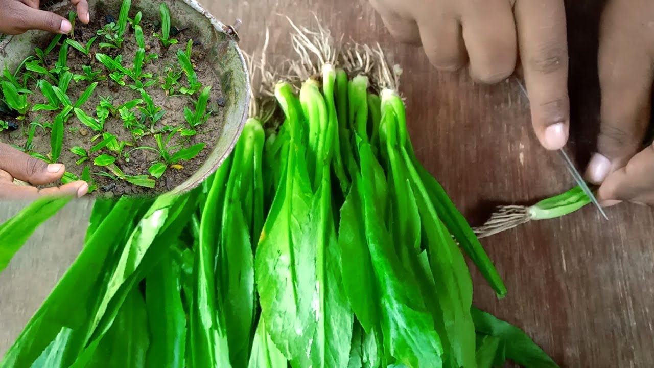 বাজার থেকে কেনা বিলাতি ধনিয়া কিভাবে বাসায় চাষ করবেন - Growing Long Coriander in Pots