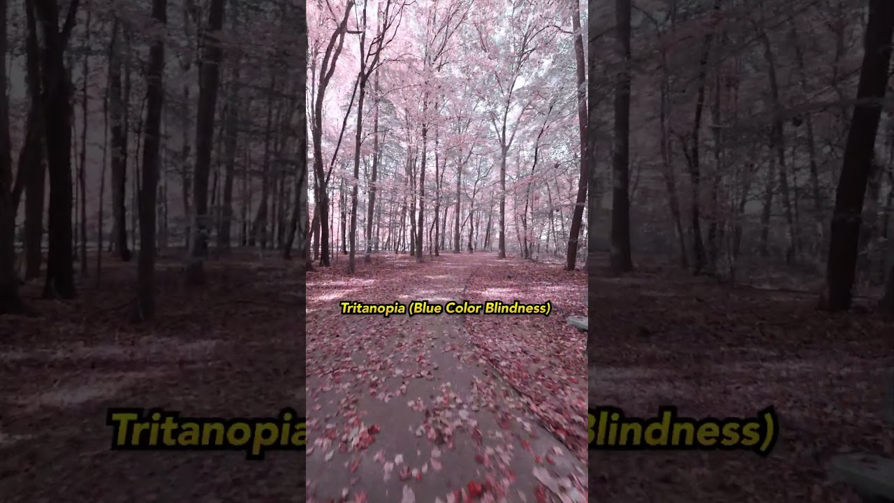 POV: Fall Color Blindness