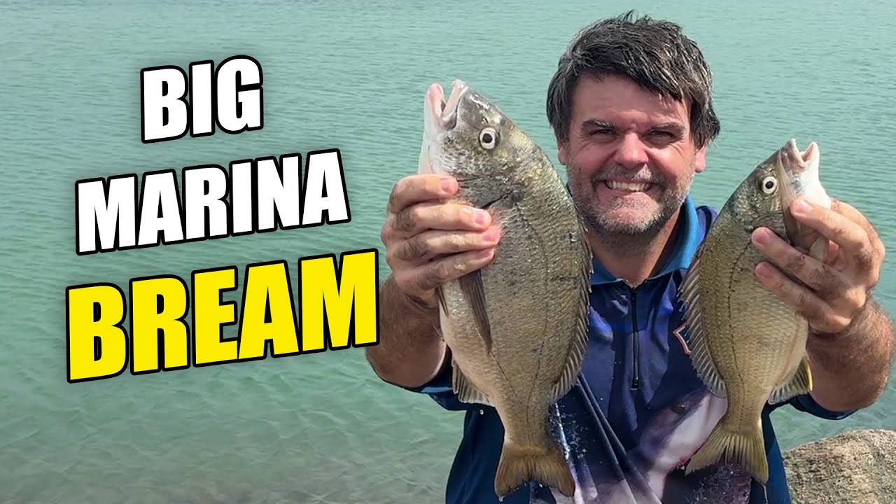 Windy Marina Bream Fishing on Prawns | Catch, Clean & Cook