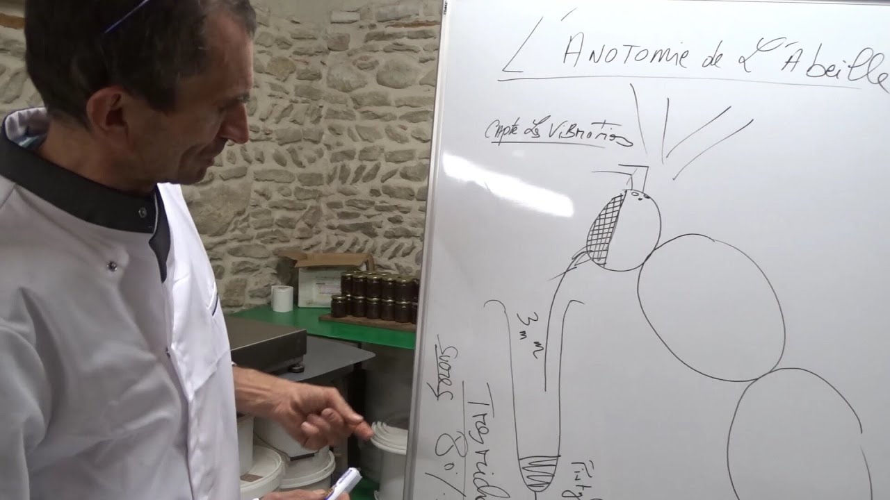 2l'anatomie de l'abeille