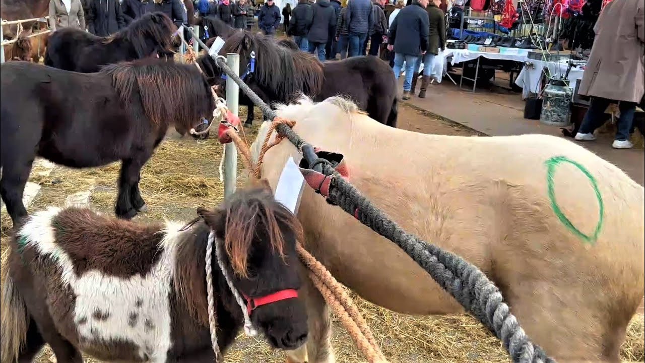 Ein Herz für Pferde- wohin kommt der Rest- Pferdemarkt in Hedel (NL) 07.11.2022