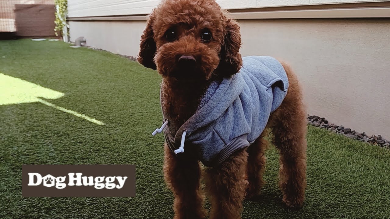 トイプードルのコナちゃん【DogHuggy お預かり動画‎´•ﻌ•`🐾】