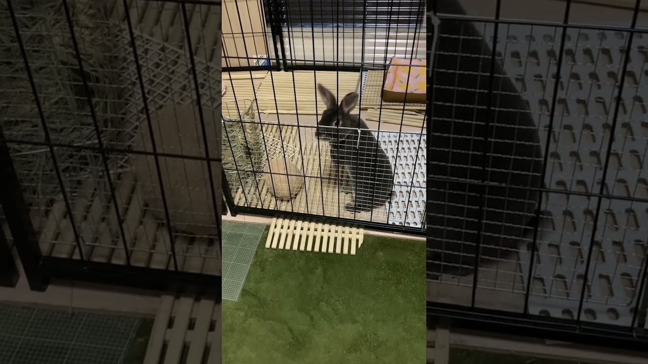 Netherland Dwarf rabbitのまるちゃん
