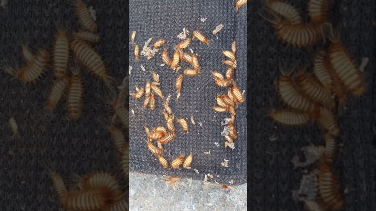 Tiny but mighty: Carpet beetles can cause big damage to your carpets, rugs, and upholstery. 🐛
