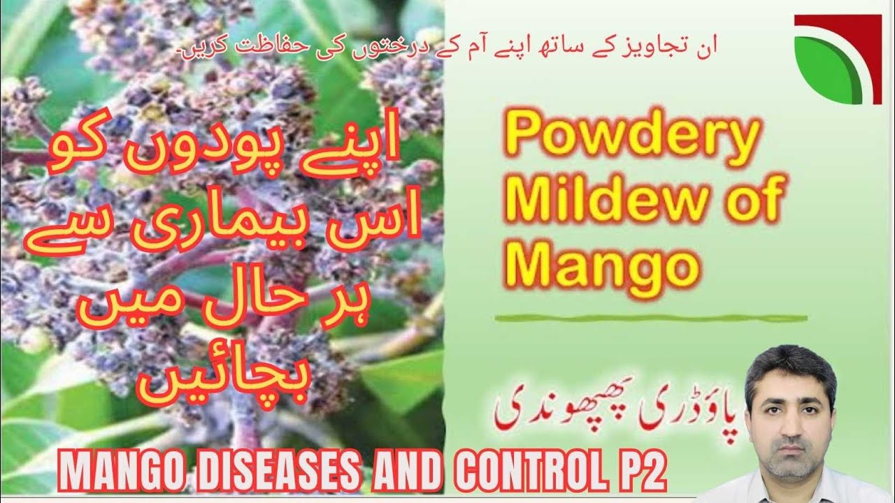 Mango disease powdery mildew  and control,#mango#diseases#fungicide#anthracnose#agriculture#knapsack