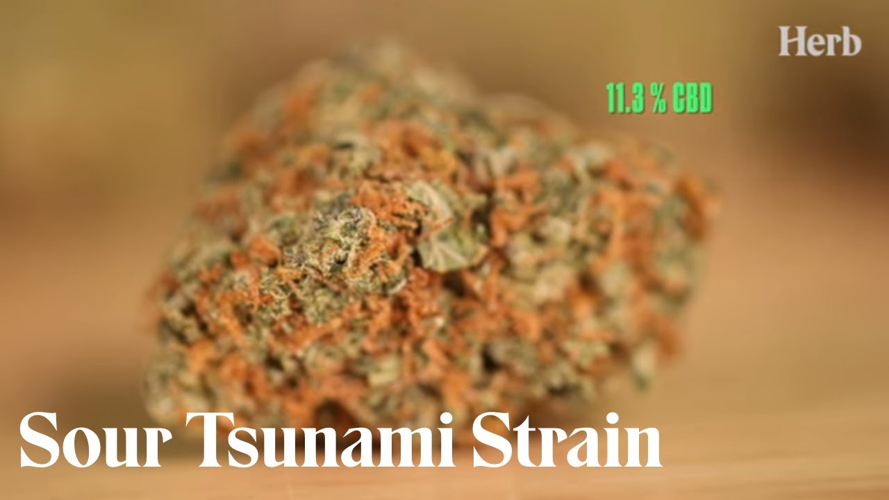 Sour Tsunami: The Story Behind the High CBD Strain | Strain Stories | Herb