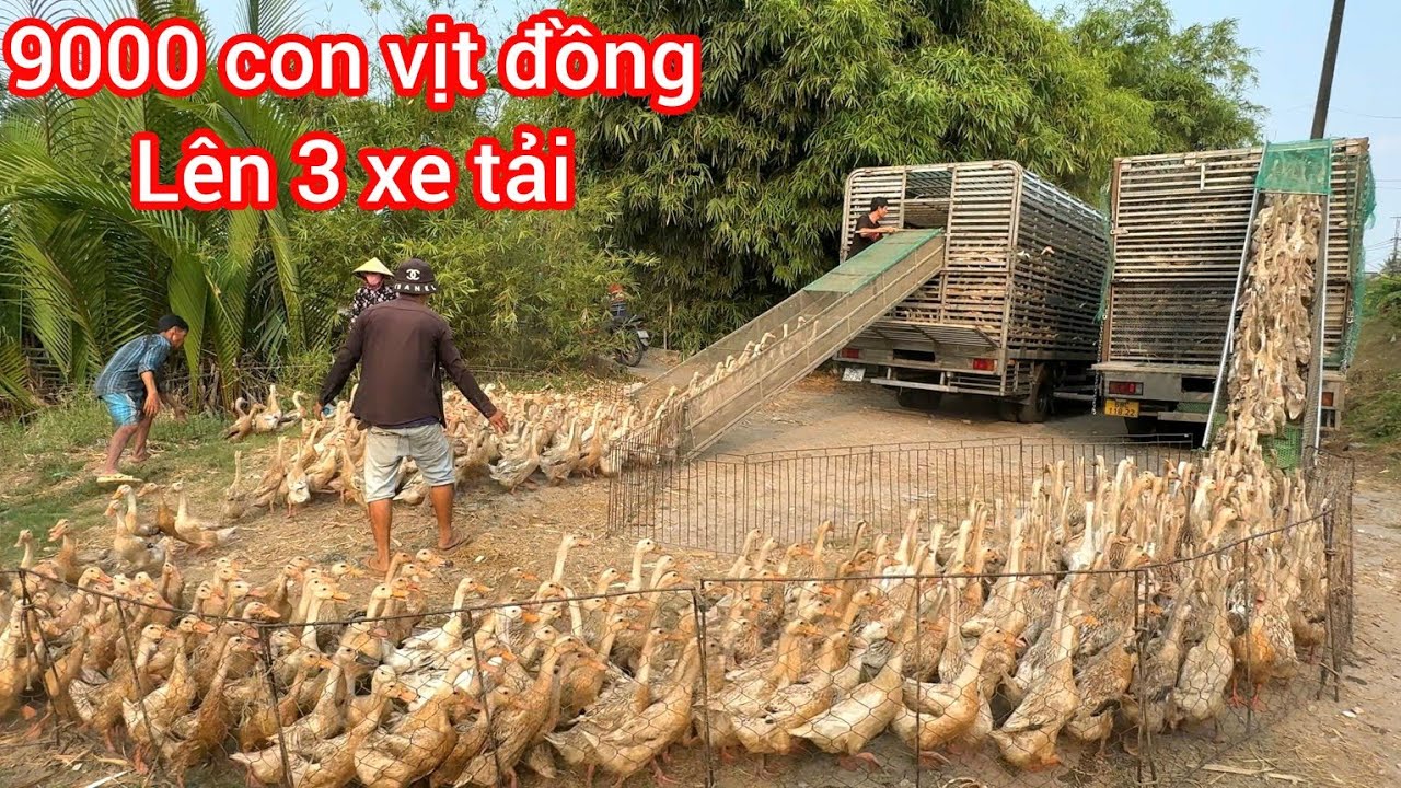 hải hùng cảnh chuyển 9000 con vịt đồng lên 3 xe tải lớn đi bạc liêu chạy đồng