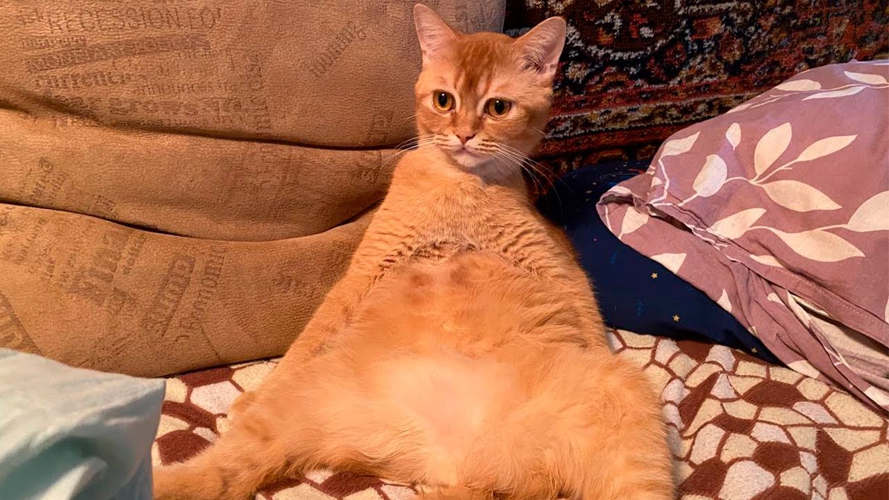 Забавный и милый котик Лучик сидит на кровати в смешной позе