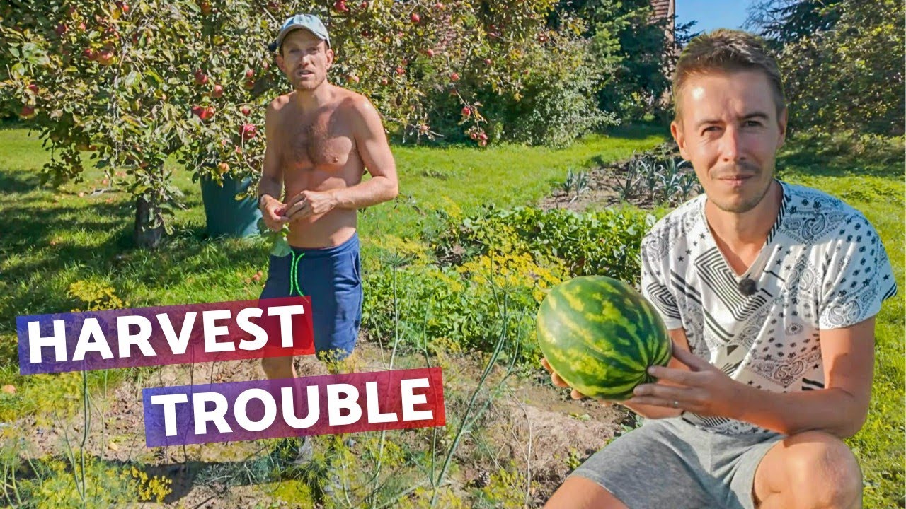 Disappointed but still grateful (The end of summer in our garden) | Small farm in Central Europe