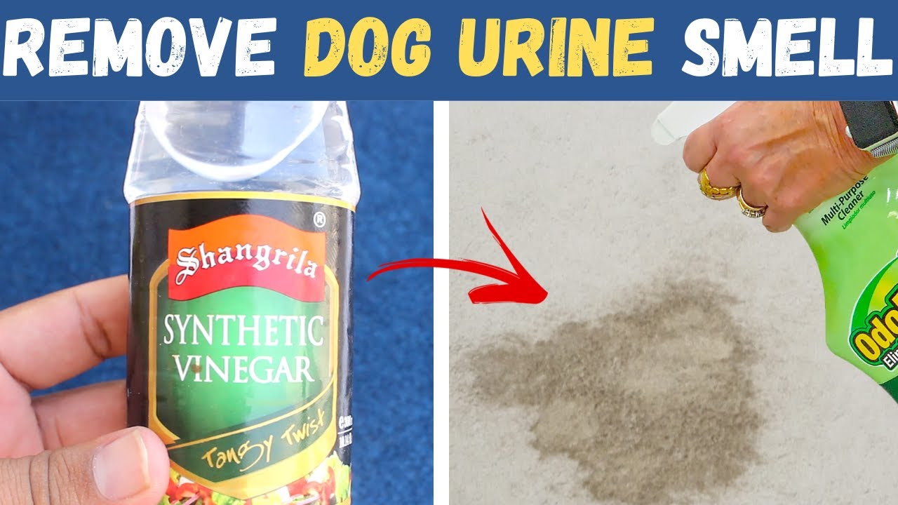 How to Get Old Dog Urine Smell Out of Carpet | DIY Homemade Carpet Cleaner