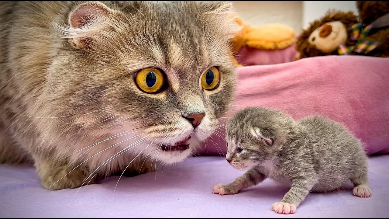 Спасенные котята знакомятся с кошкой, пьют молоко из бутылки и засыпают