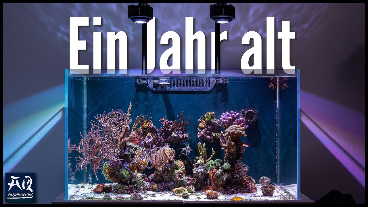 300l Meerwasser Aquarium nach 1 Jahr | AquaOwner