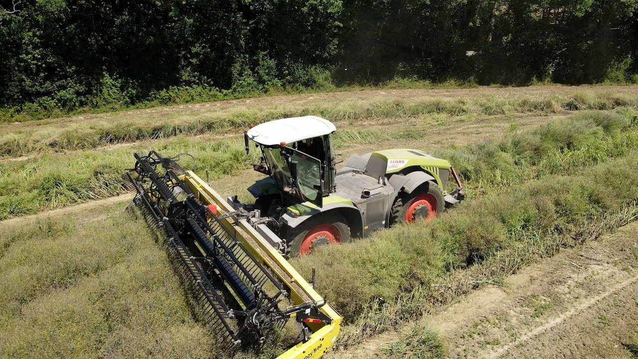 Fauche de colza semence !! Xerion TRAC VC