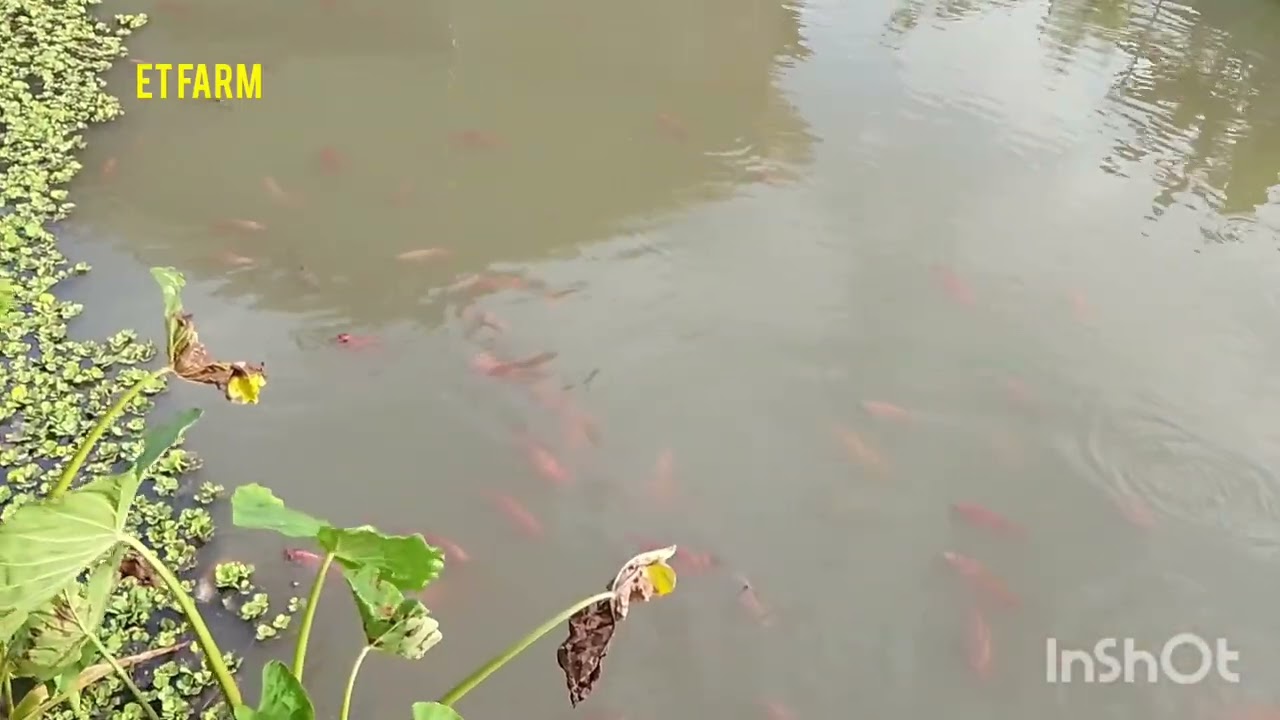Kolam tanah ikan nila