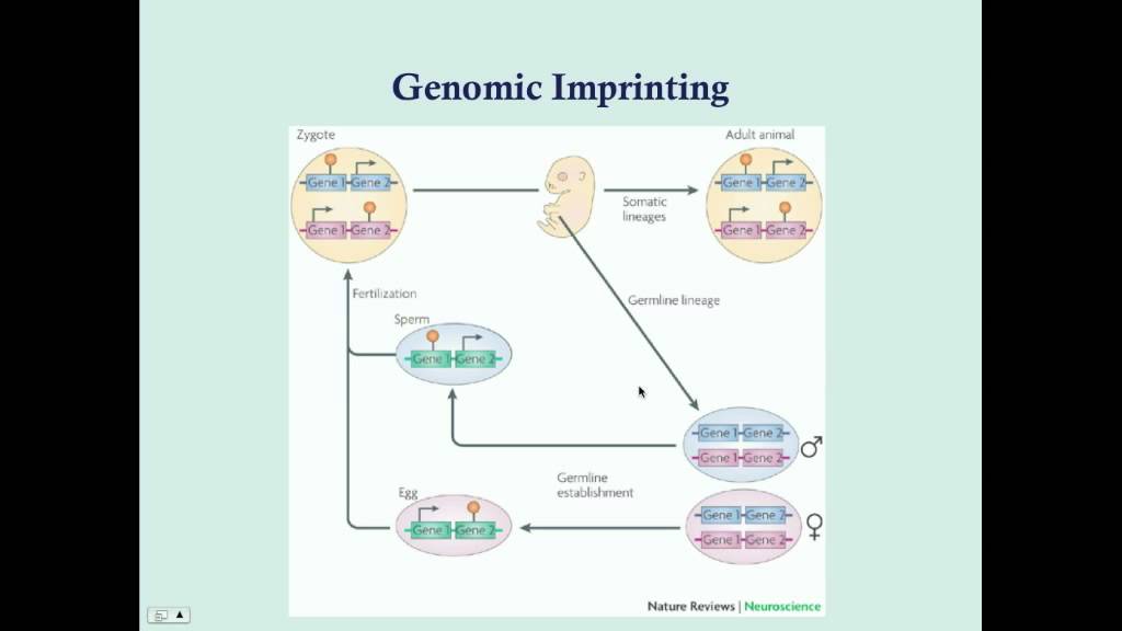Imprinting and Uniparental Disomy - CRASH! Medical Review Series