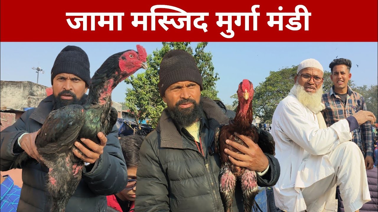 Biggest aseel murga markit in delhi