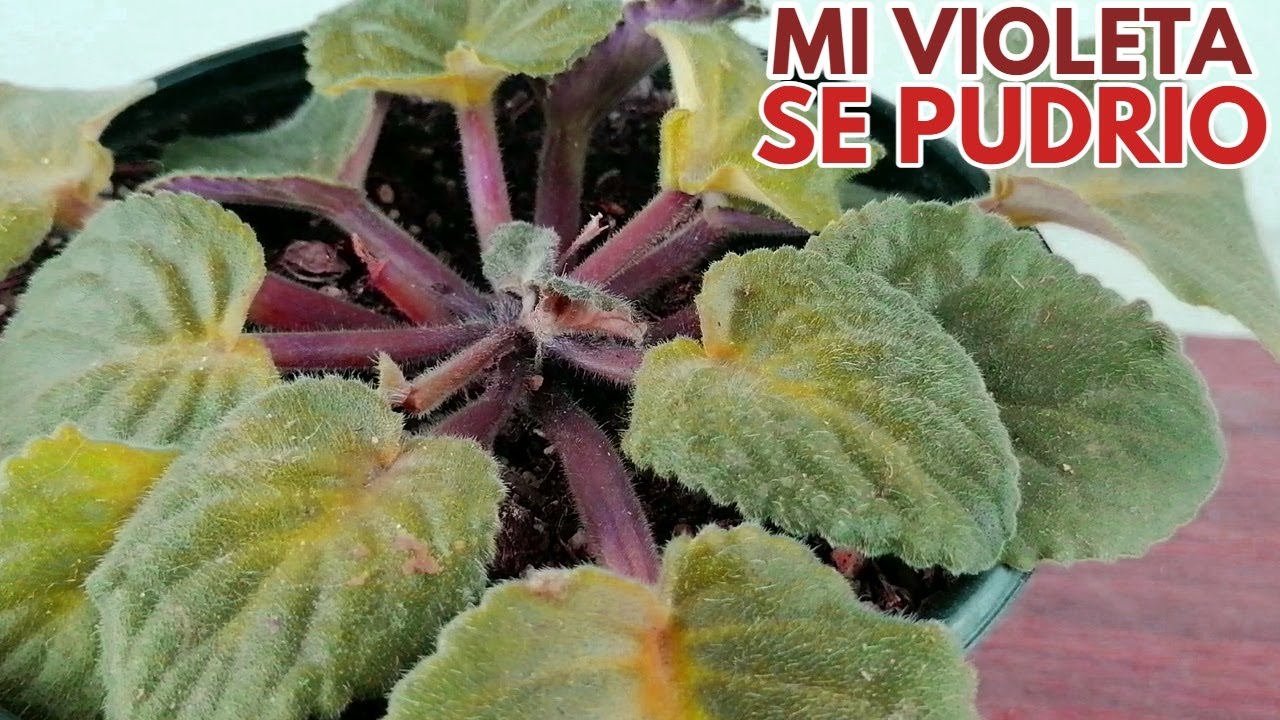 violeta africanas pudrición chuyito jardinero