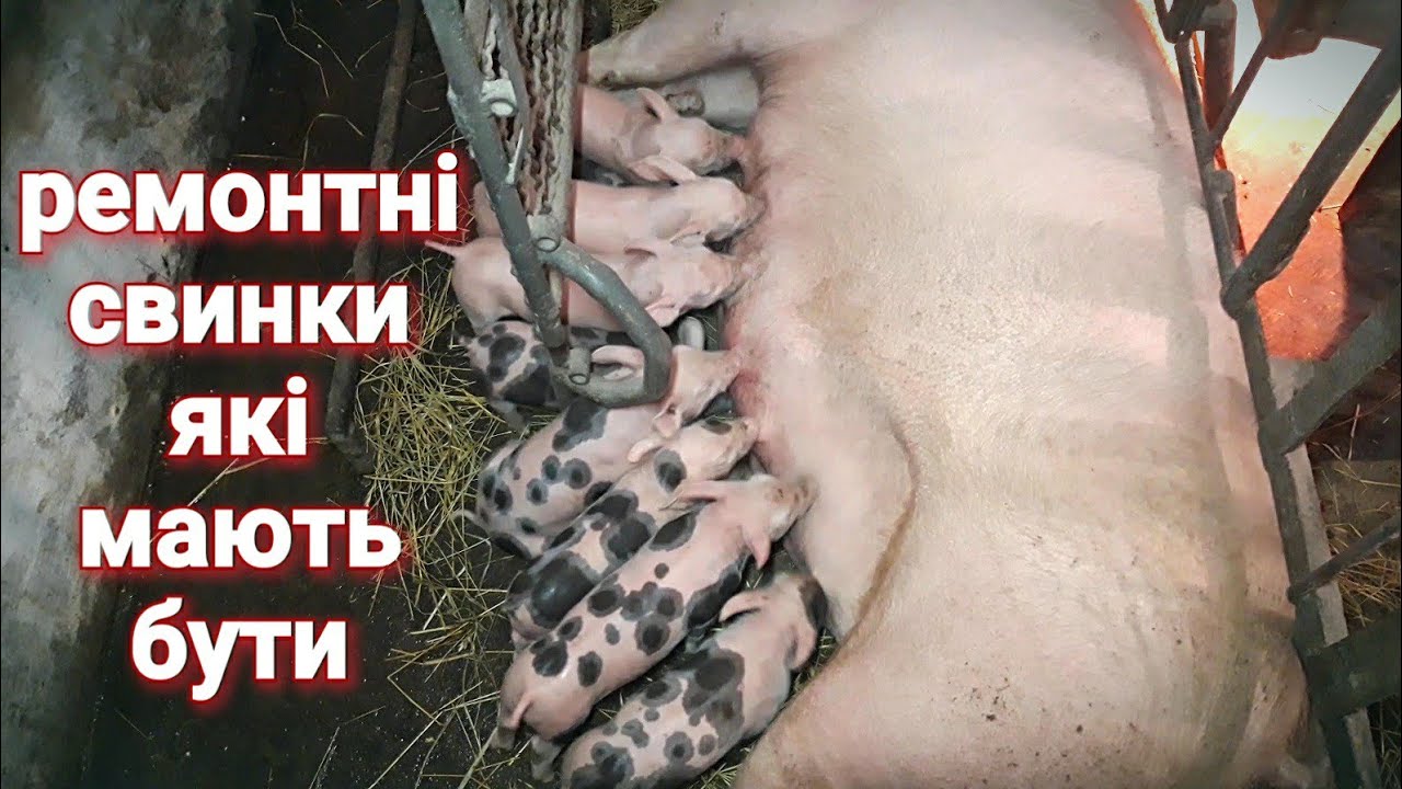 Як відібрати, виростити і підготувати гарну свиноматку! Курі несуться навіть на морозі!