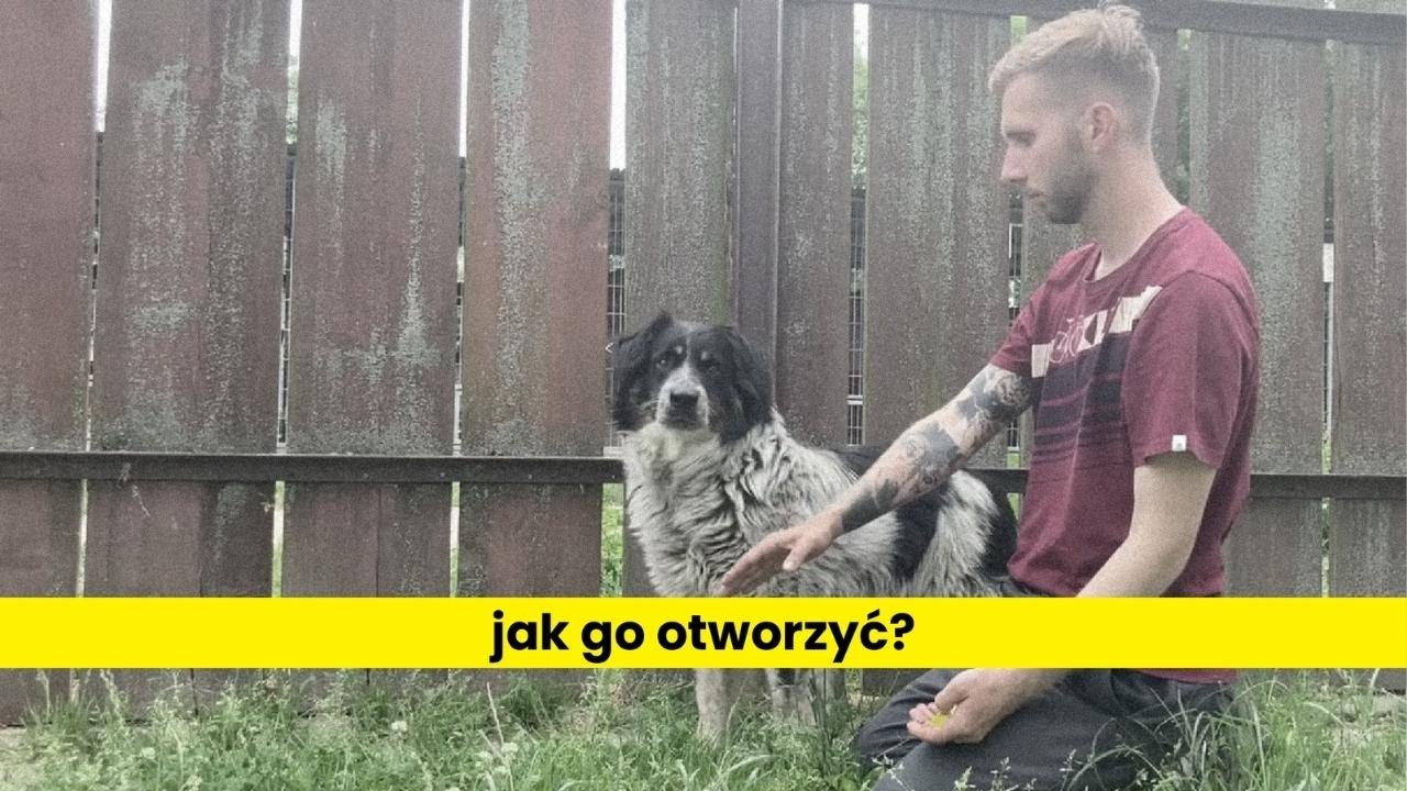 Jak otworzyć lękliwego psa klikerem?
