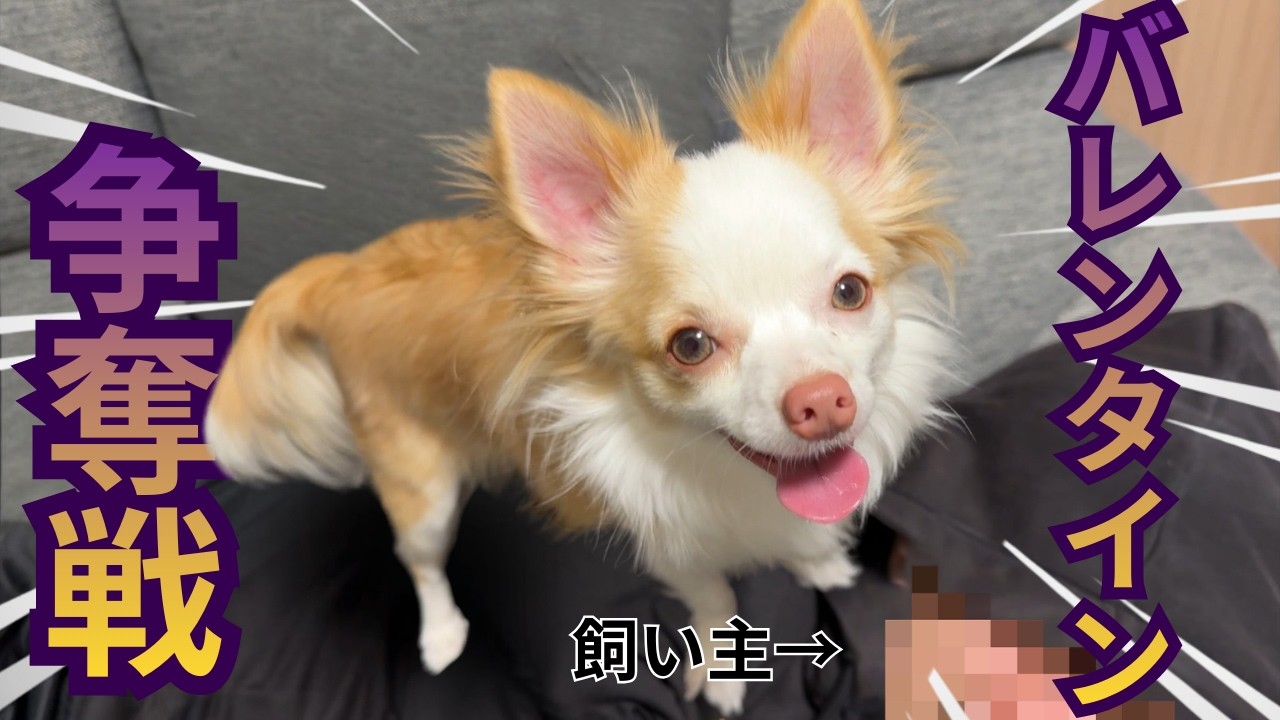 【バレンタイン】愛犬とバレンタインにバトルしたらまさかの結果になった！