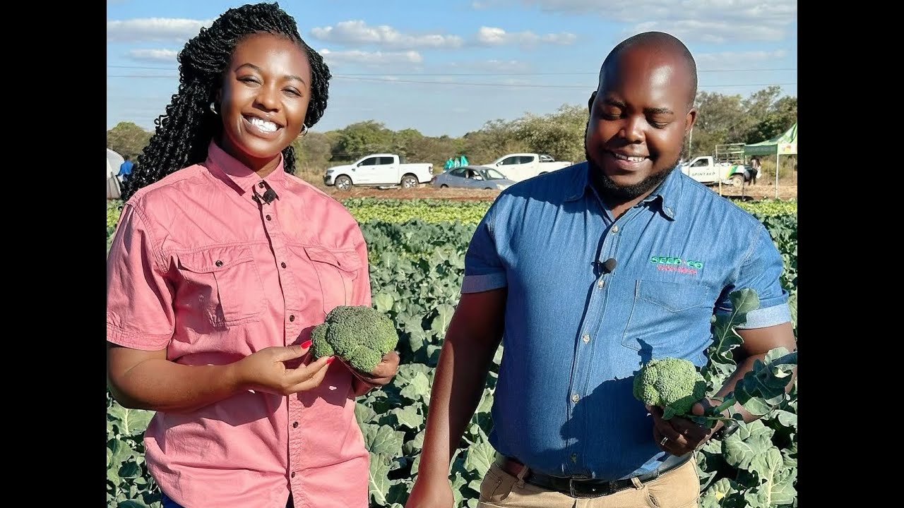 BRASSICAS BROCCOLI PRODUCTION IN ZIMBABWE