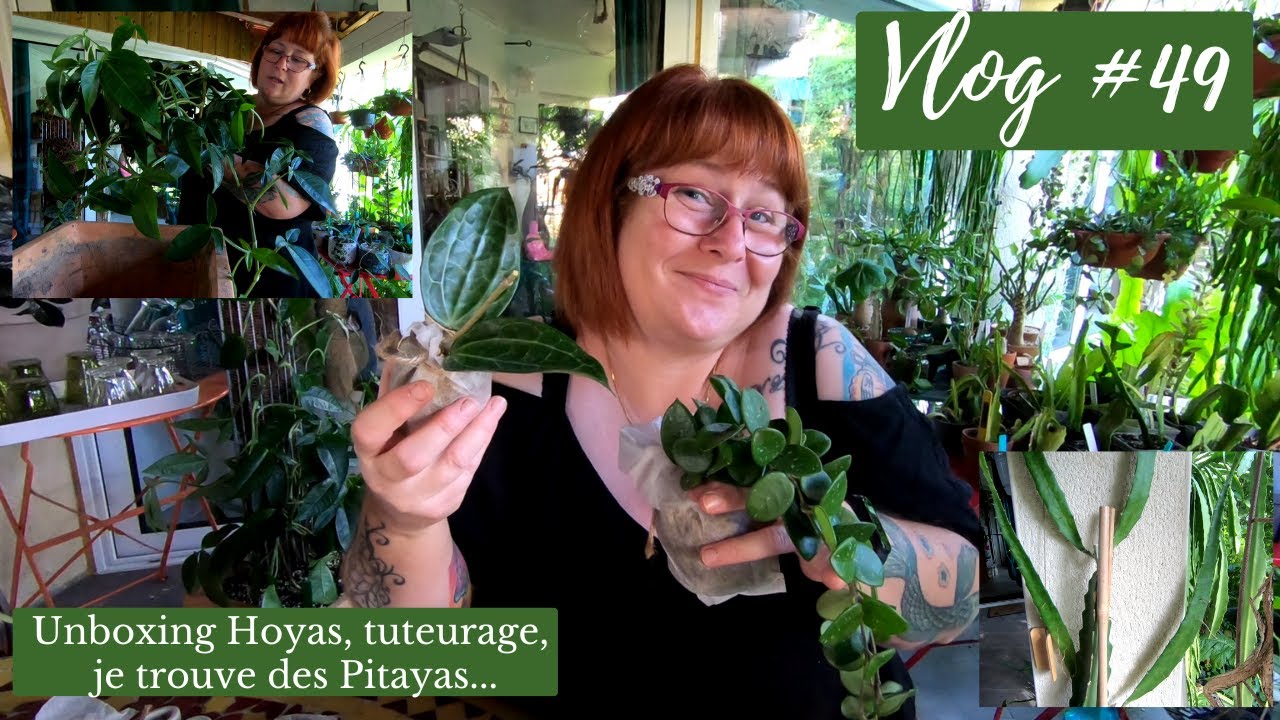 VLOG #49🌿 Méga Unboxing Hoyas et accessoires | Je trouve des Pitayas | tuteurage d'un gros Syngonium