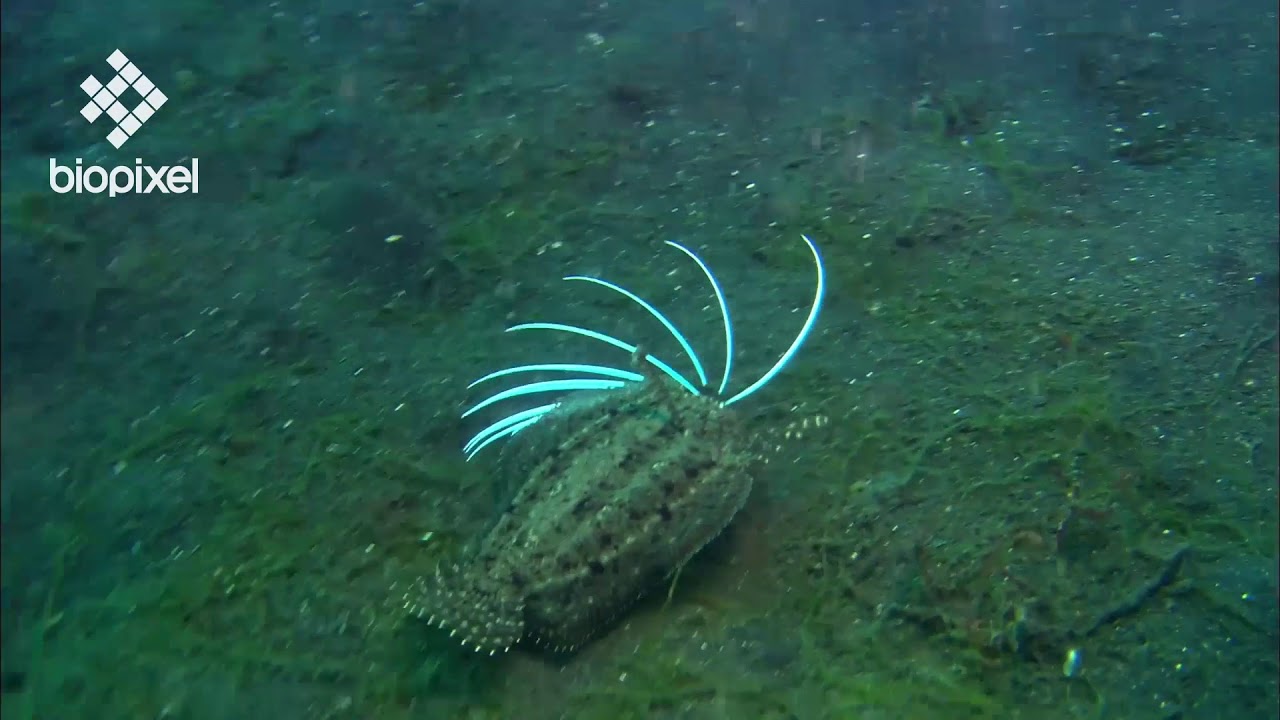 Oceanpedia   Critter finder   Fish   Flatfish