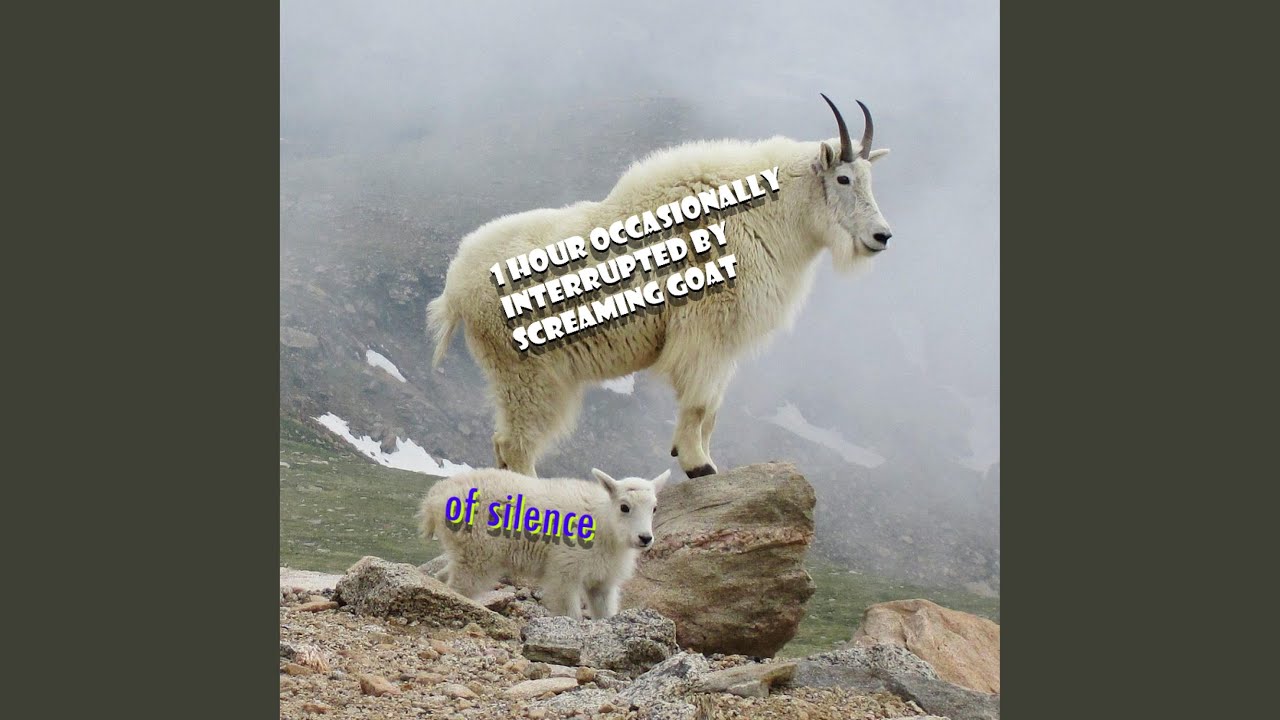 1 hour of silence occasionally broken by screaming goat
