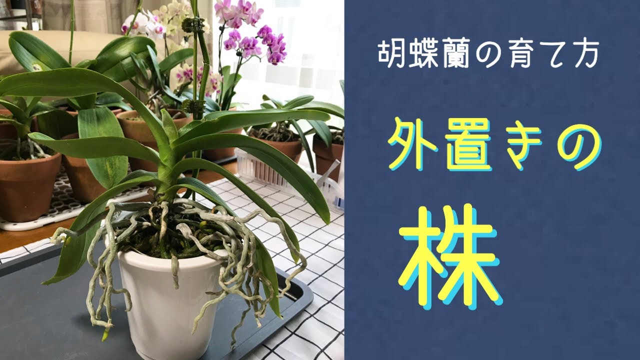 9月 胡蝶蘭の外置き株　猛暑の夏が大好物な蘭