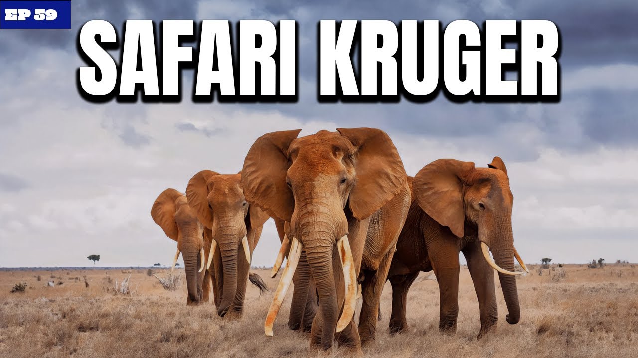 Como é o maior SAFARI da ÁFRICA DO SUL! Kruger National Park