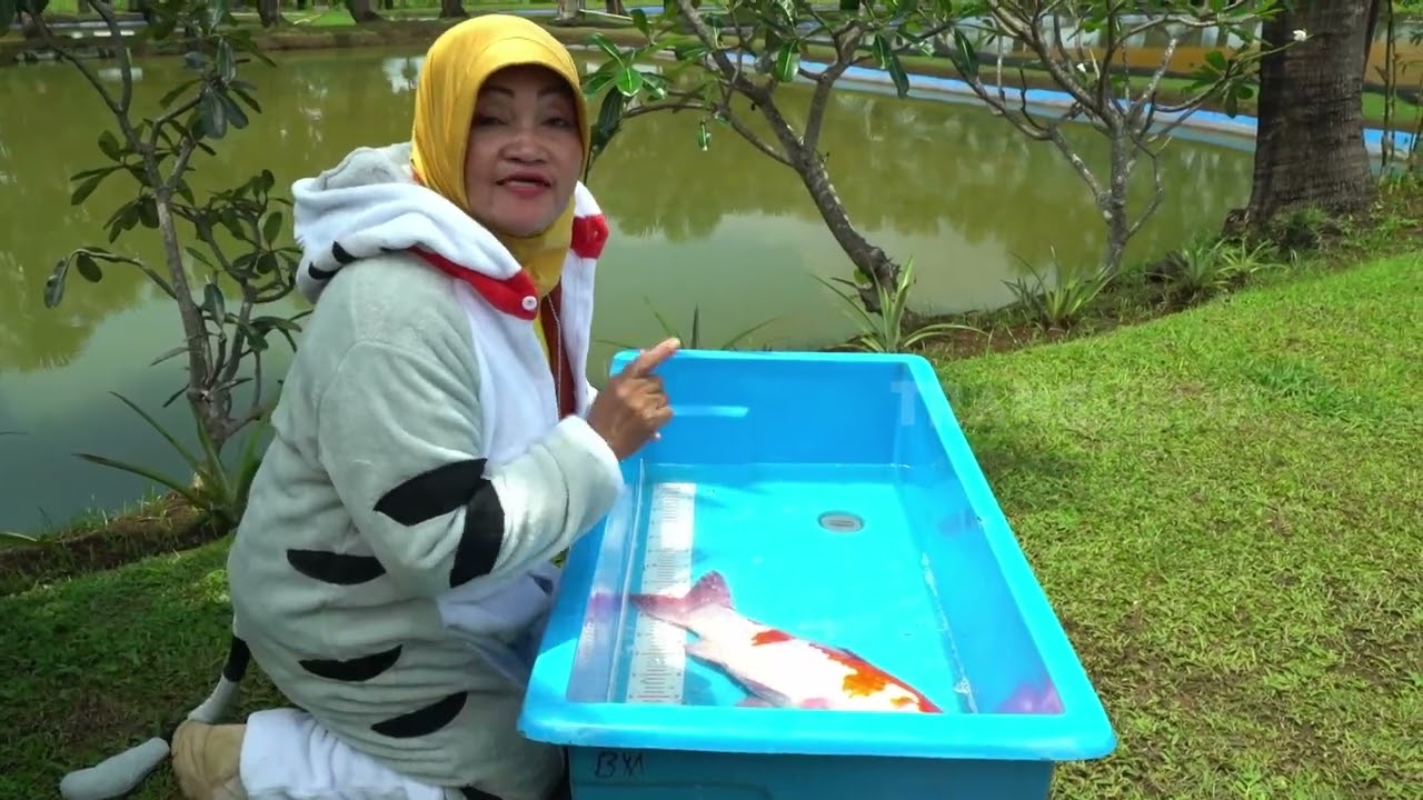 [FULL] SI KOI RAKSASA PENUH WARNA | SI OTAN (06/05/24)