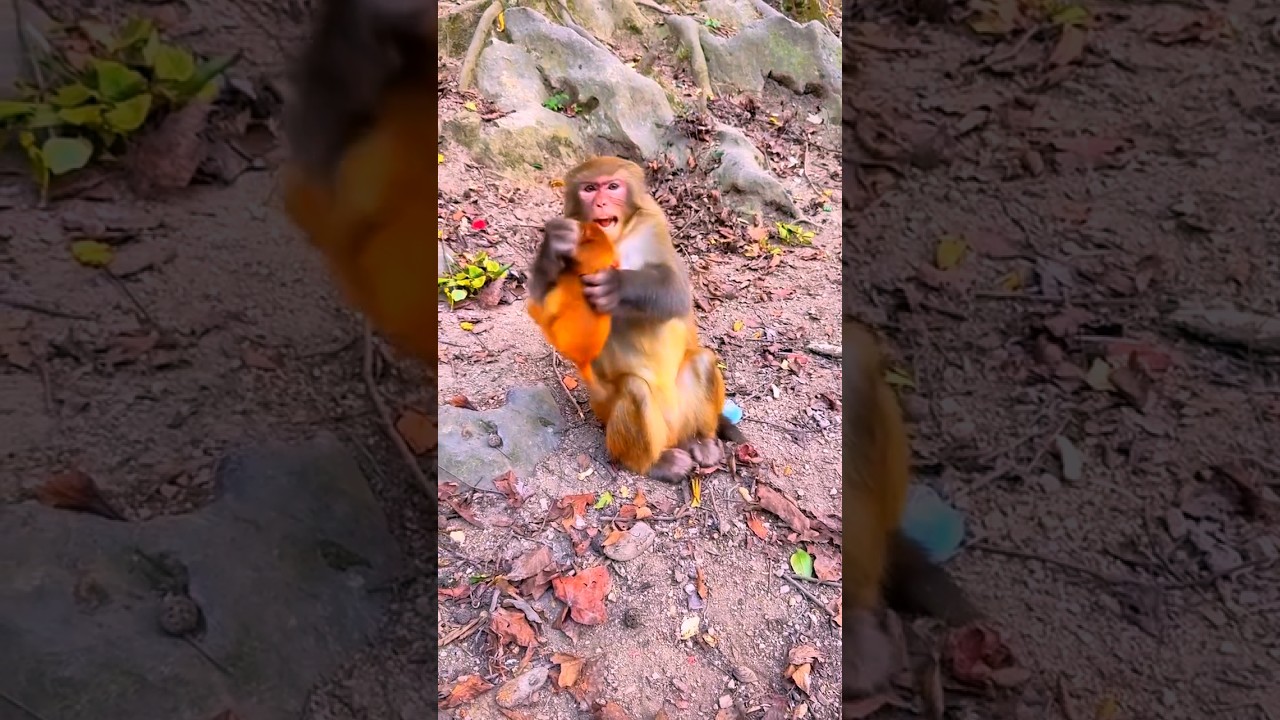 Oh No Baby monkey feel sadly when Mom tries to discipline.