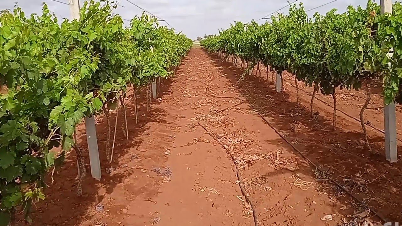 بعض الاخطاء التي يقع فيها بعض مزارعين العنب يجب تجنبها خصوصا في الفصل الحرارة