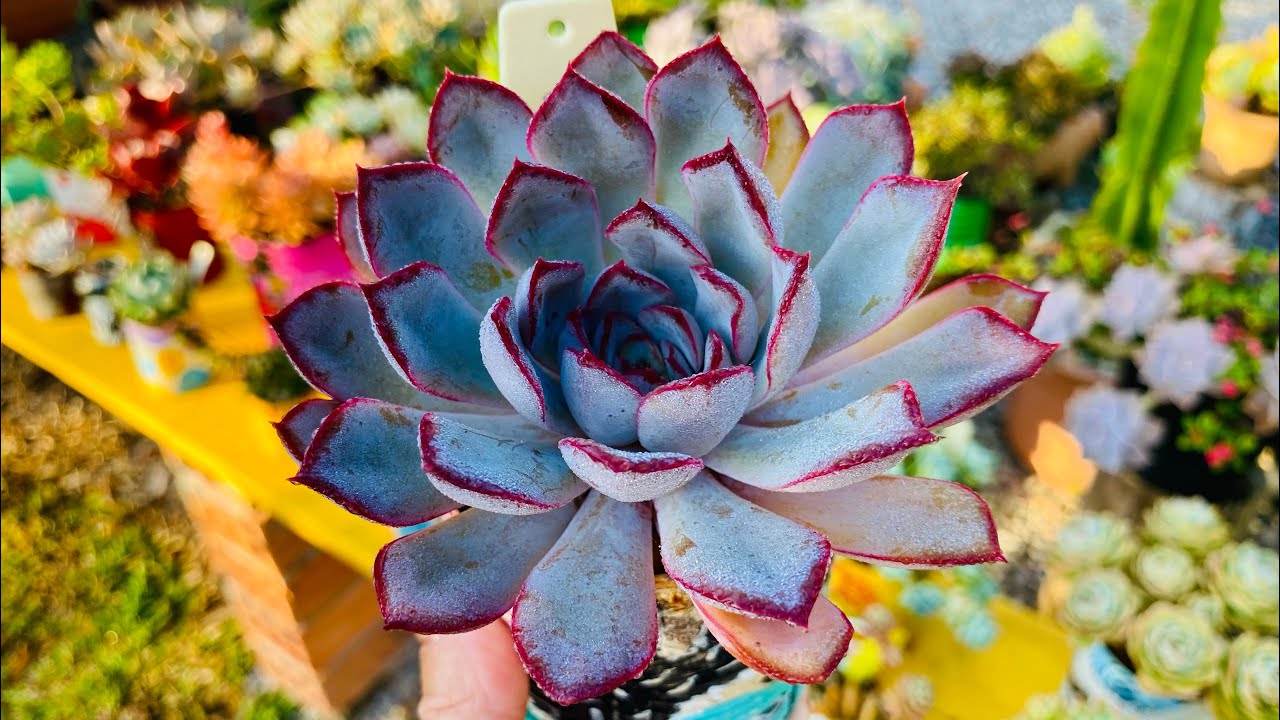 SUCULENTAS NO VERÃO COM CORES DE INVERNO ❄️/ VEJA AS MINHAS SUCULENTAS ULTRA COLORIDAS 