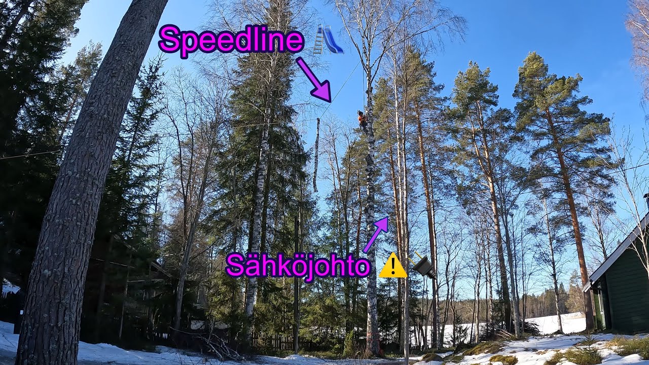 Työläs koivu