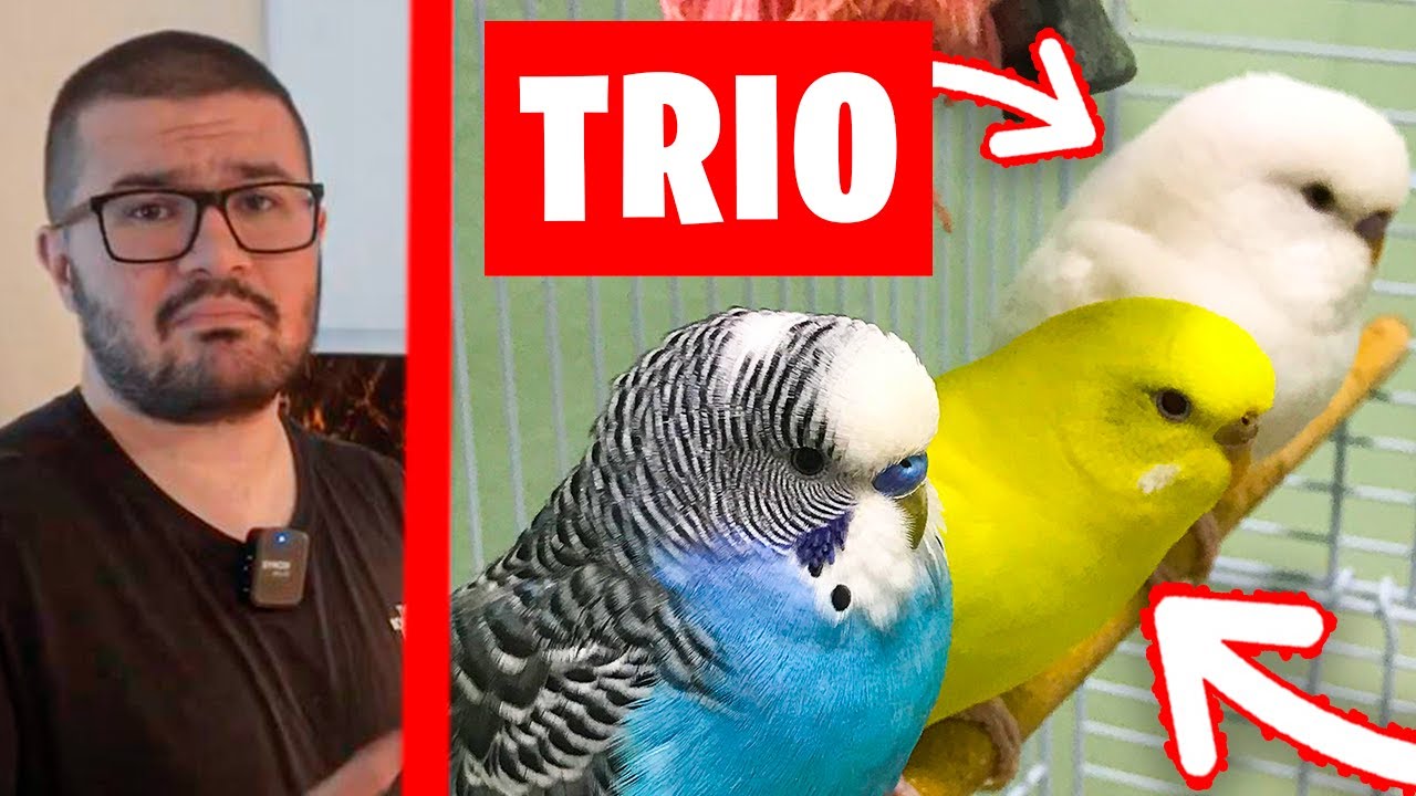 ¿SE PUEDE TENER UN TRIO DE PERIQUITOS?