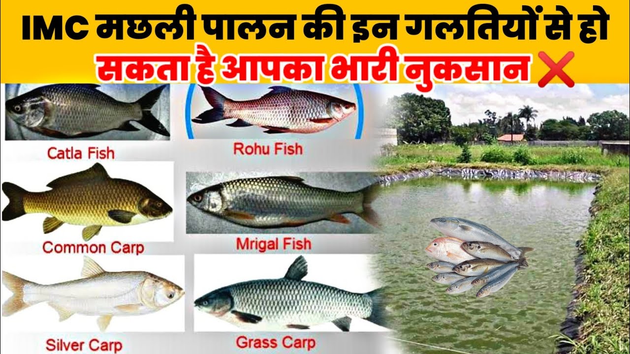 IMC मछली पालन की संपूर्ण जानकारी | IMC Fish Farming A to Z Information | #fishfarmingindia