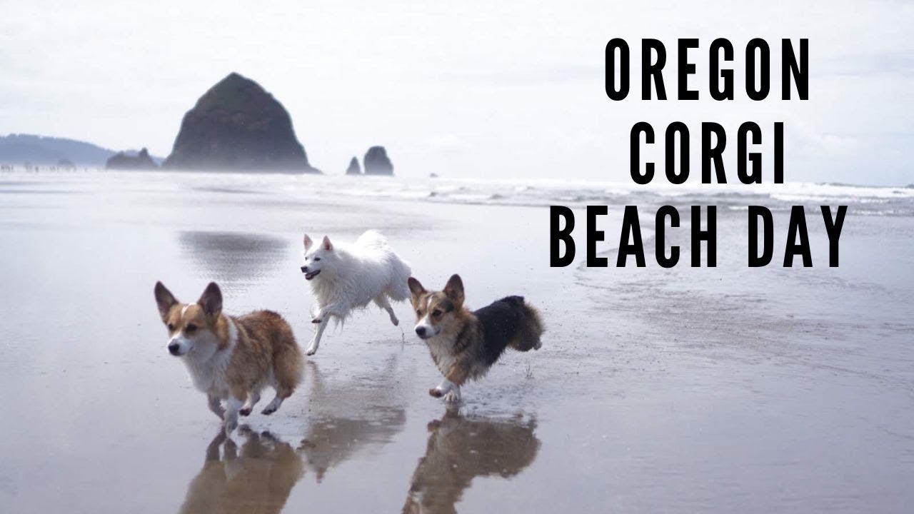 Dog Friendly Things to do in Oregon | Oregon Corgi Beach Day