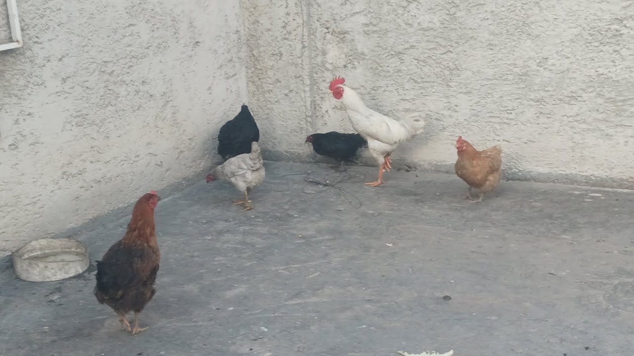 Yeni tavuklar 🐔🐓
