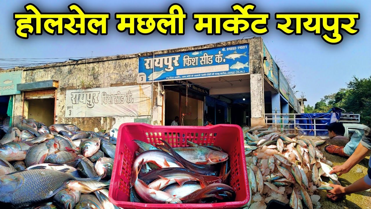 होलसेल मछली मार्केट रायपुर  🦈🦈🐠🐠 Holesale fish market Raipur