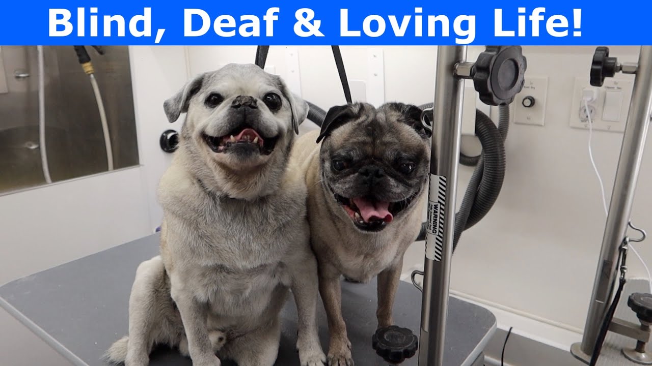 Blind & Deaf Pug Loves Getting Groomed | Mobile Grooming 2 Senior Pugs At Once