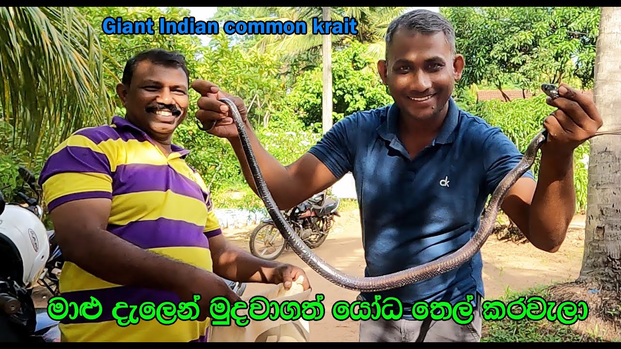 The giant Indian common krait - ( THEL KARAWELA )