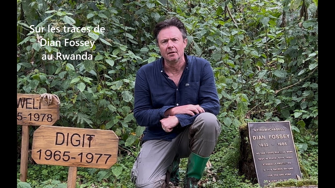 Sur les traces de Dian Fossey au Rwanda 