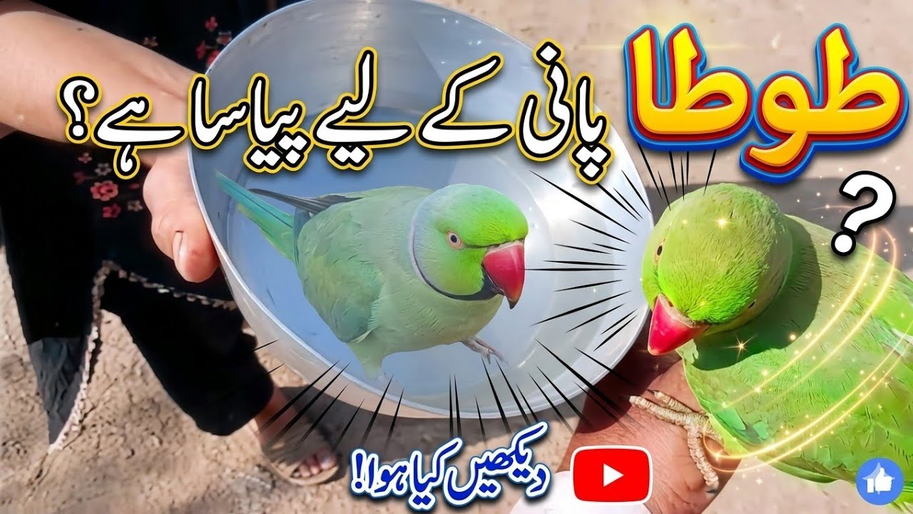 Cute Parrot’s Funny Reaction to Water Bowl 😍