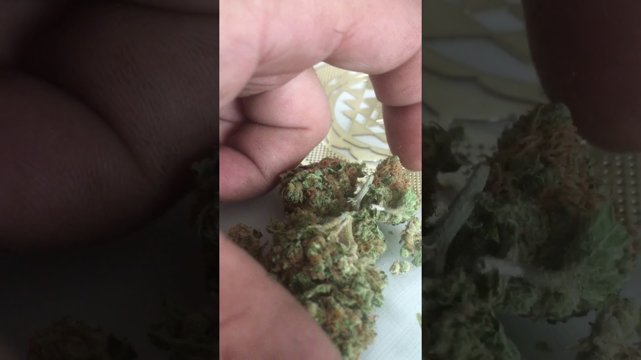 Glue berry, gorilla glue + blueberry cross, strain review