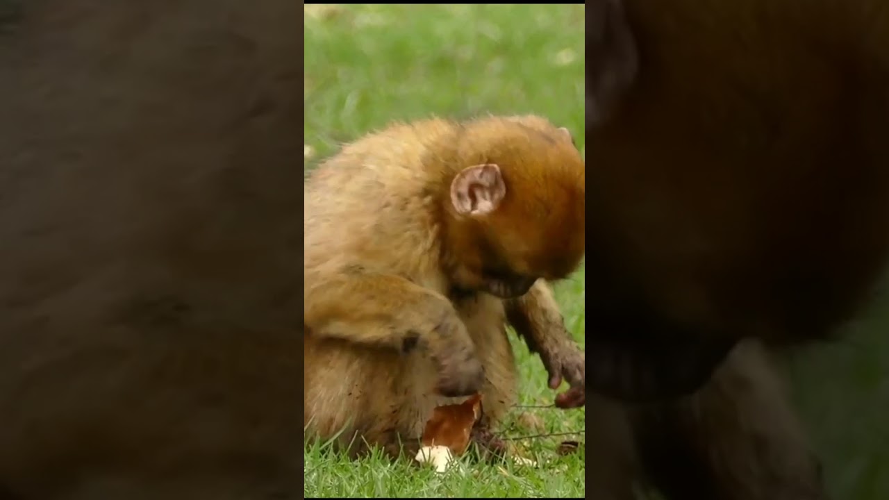 Funny videos|Monkey|Animals - Discovered |zoo 