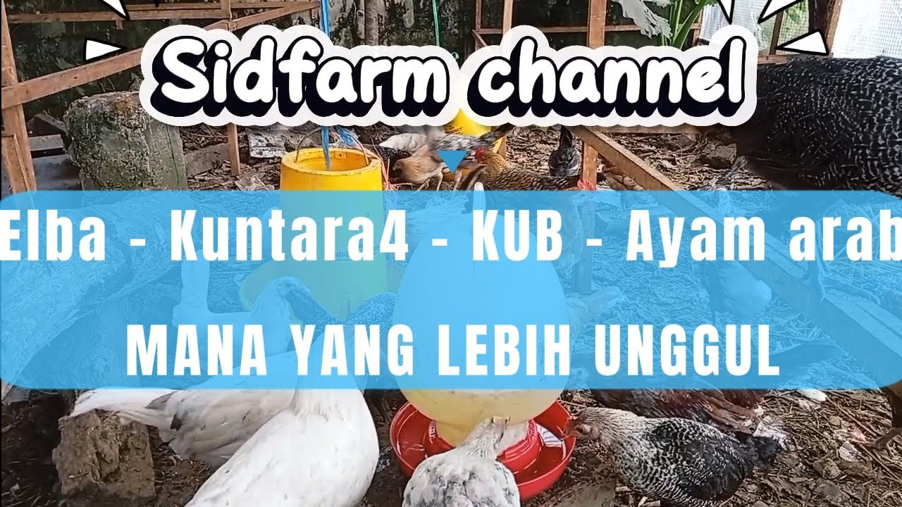 4 JENIS AYAM KAMPUNG YANG WAJIB DI PELIHARA  !!! DI JAMIN CUAN..!!!